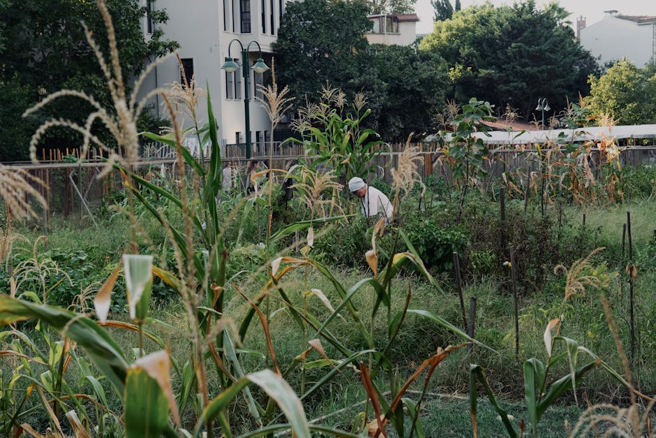 https://gardenershighbury.org.uk/blog/gardeners-serving-highbury-fields-for-small-front-gardens/